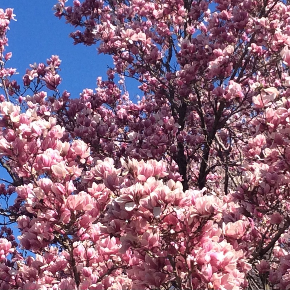 Meet your Posher, Em